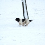 snow-021