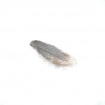 snow-085