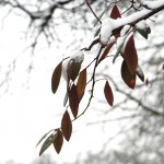 snow-103