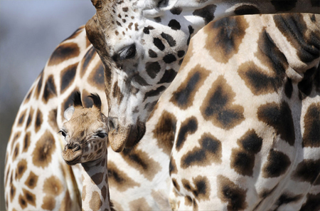zoo3 zoo3