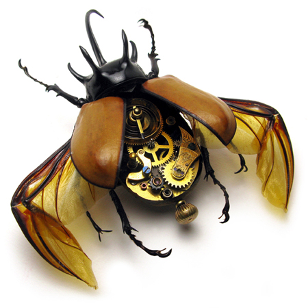 insect1