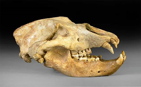 cavebear