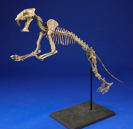 fossilcat