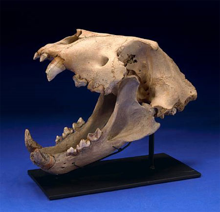 lionskull