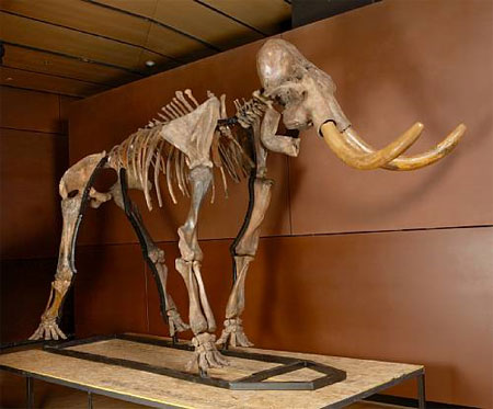 mammoth
