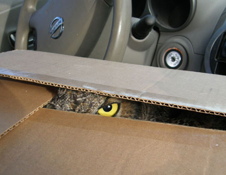 owl