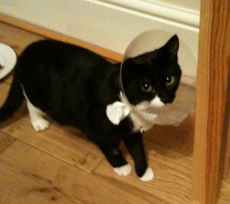 mollycat