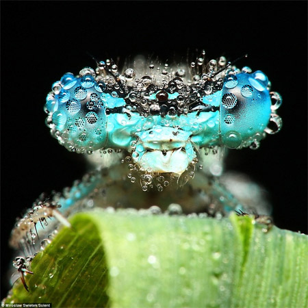 raindrop1