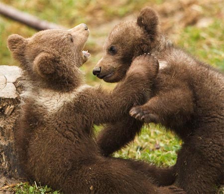 bear bear