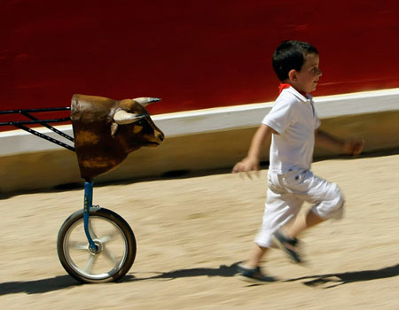 bulls bulls
