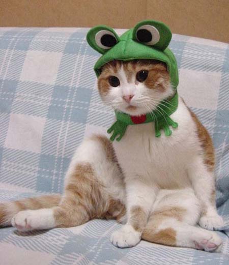 frogcat