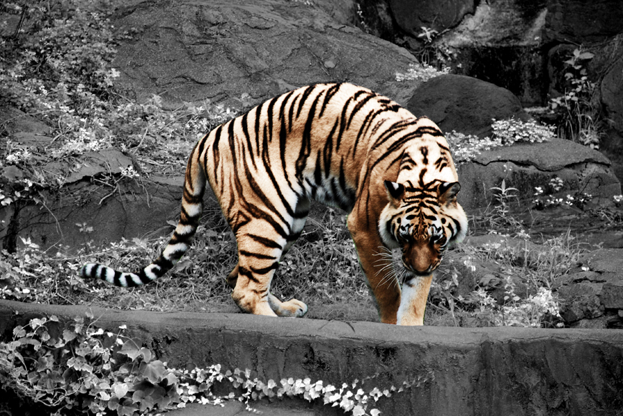 tiger tiger