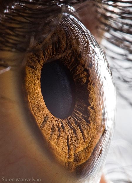 eye